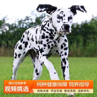 斑点犬幼犬纯种双血统大麦町犬宠物狗狗活体小狗活物幼崽中型犬