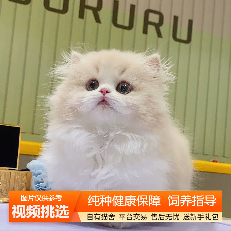 纯种双血统拿破仑猫幼猫宠物猫