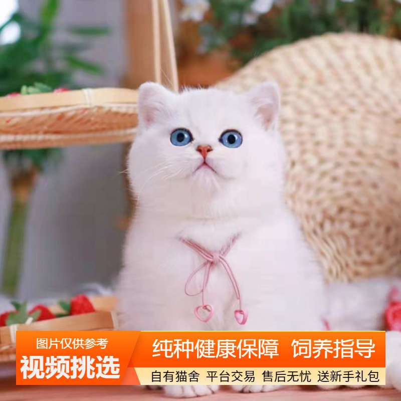 纯种双血统英短银点猫幼猫英国短毛猫白猫小猫咪宠物猫咪活体幼崽