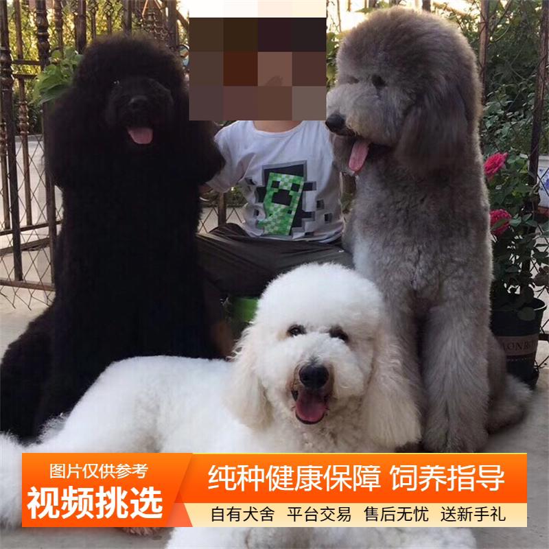 巨贵犬幼犬纯种双血统巨型贵宾犬大泰迪宠物狗狗活体小狗活物幼崽