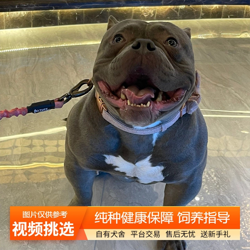 纯种美国恶霸犬双血统幼犬宠物狗狗活体小狗活物幼崽