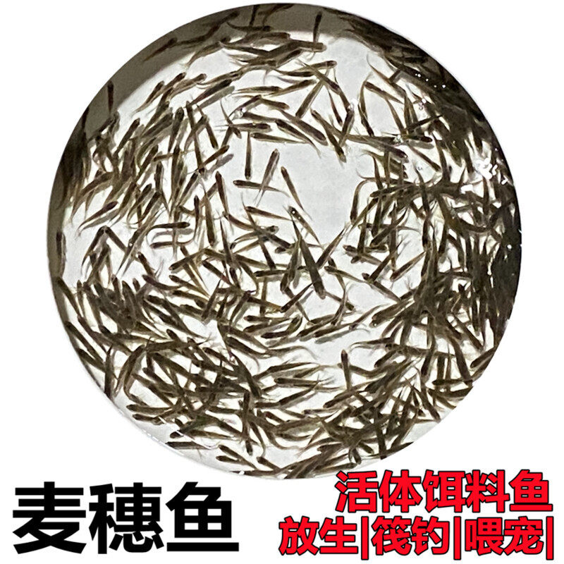 麦穗鱼喂乌龟小鱼苗淡水鱼饵料鱼练手鱼饲料鱼龙鱼饲料活体闯缸鱼