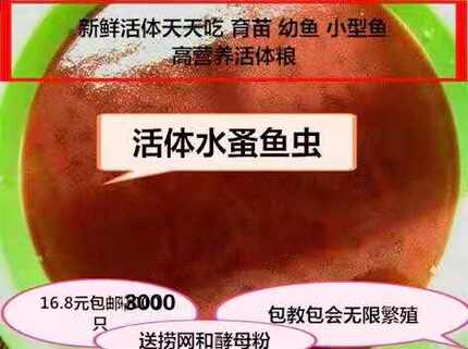 水蚤活体 蹦蹦虫淡水活鱼虫可繁殖 鱼苗幼鱼开口营养料包邮 教养