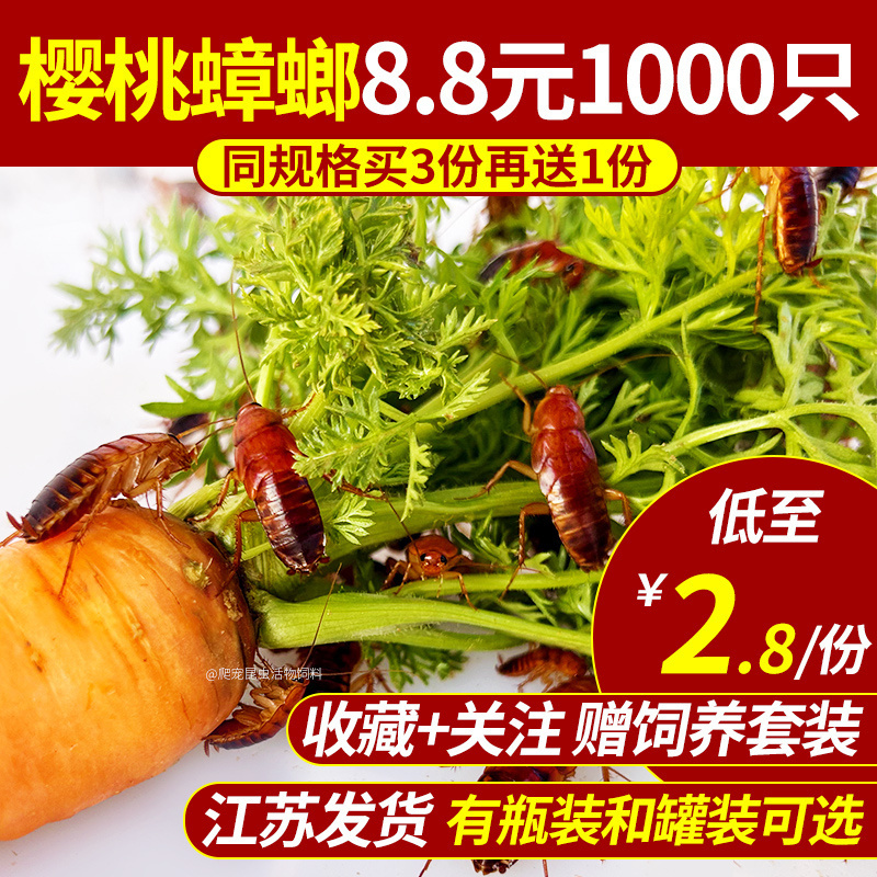 樱桃红蟑螂 樱桃蟑螂 爬宠 昆虫 活饵 饲料