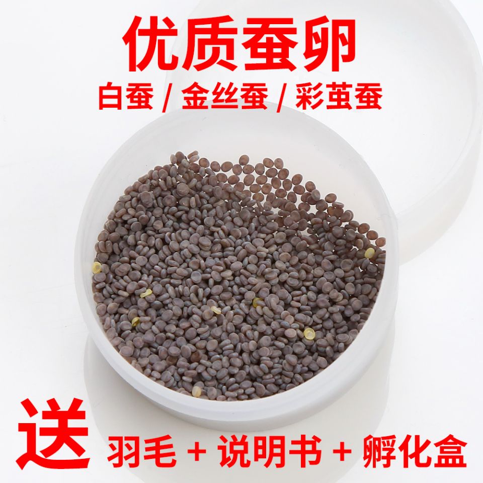 蚕宝宝蚕卵蚕籽学生养蚕套装蚕蛋天然彩蚕子金丝蚕桑叶新鲜宠物种