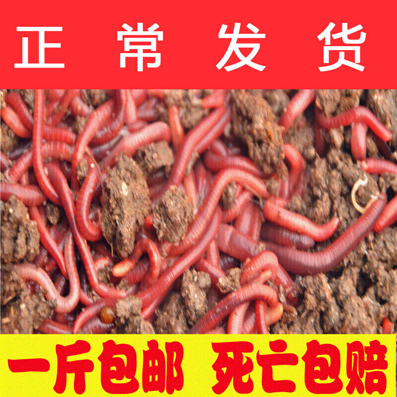 赤子爱胜蚯蚓活饵活体包邮红鱼饵垂钓野生鲫鱼野钓饵料散装养殖肥