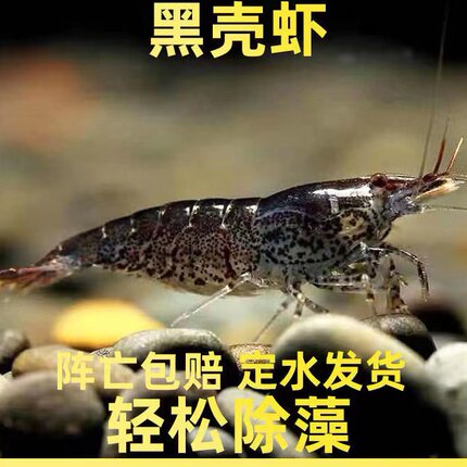 淡水黑壳虾除藻虾特大黑壳虾大号广西黑壳虾广东活体黑壳虾工具虾