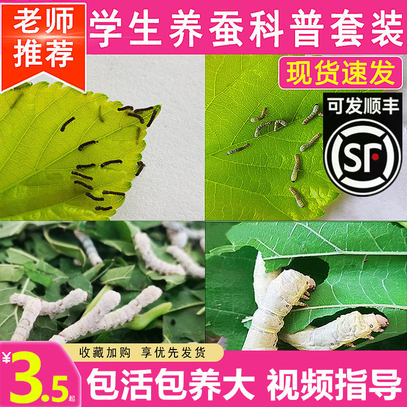 蚕宝宝学生养蚕套装春蚕幼虫七彩活体活物小蚕宝宝1234龄新鲜桑叶