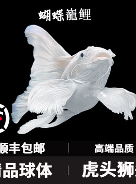 蝴蝶鲤观赏鱼活鱼大鳍长尾短身台湾纯种球体红色贵妃冷水锦鲤鱼苗