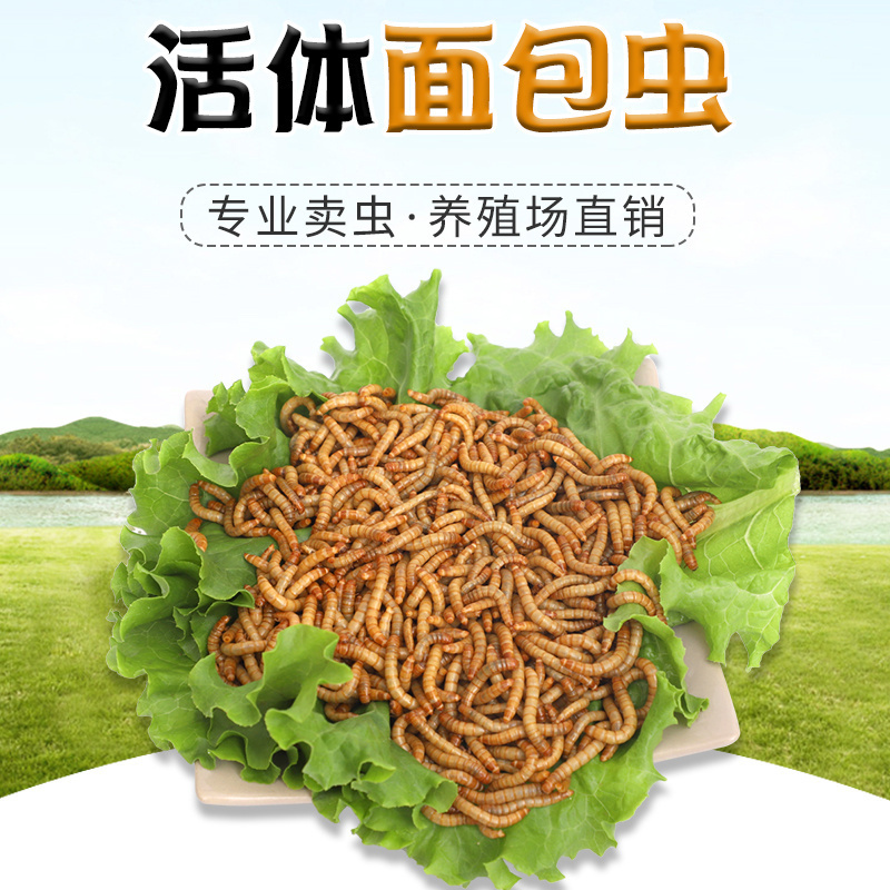 面包虫活虫黄粉虫活体鲜活虫钓鱼仓鼠龟八哥画眉鸟食饲料500g包邮