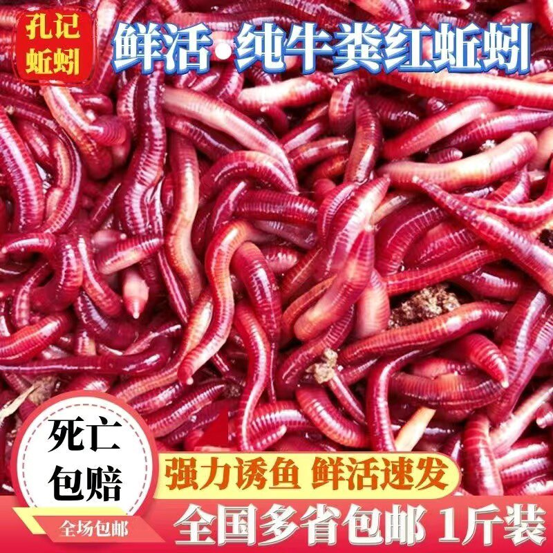蚯蚓活饵红蚯蚓活体野钓垂钓鱼饵钓鱼蚯蚓饵料鱼食种苗散装包邮