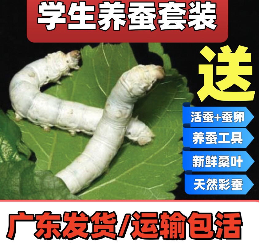 蚕宝宝活体蚕卵春蚕幼虫活物儿童学生养蚕套装1龄234龄送新鲜桑叶