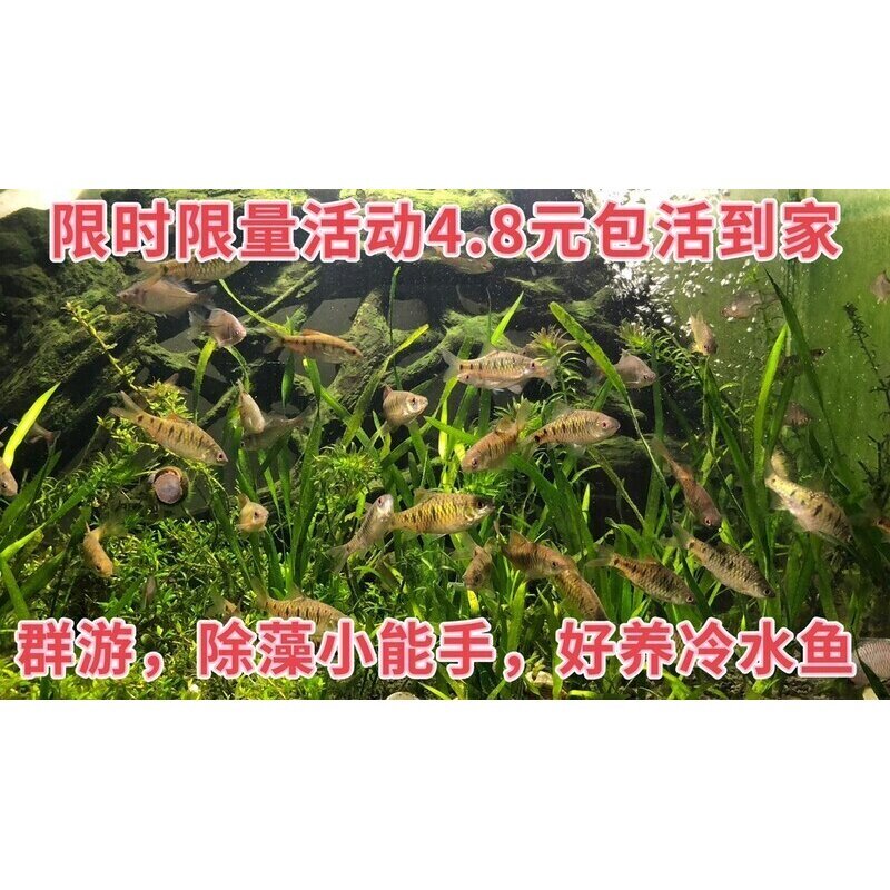 原生态冷水鱼条纹小鲃鱼活体淡水小溪鱼二须鲃群游观赏好养耐活