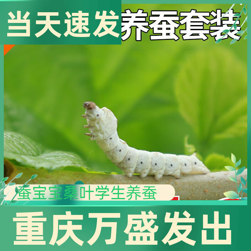 蚕宝宝重庆发货新鲜桑叶蚕宝宝蚕卵小2345龄孵化盒结茧网养蚕套装