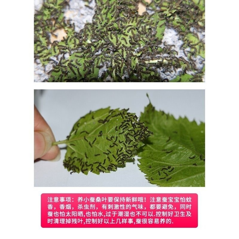 蚕宝宝学生养蚕科普套装活体金丝蚕春蚕卵籽七彩蚕幼虫新鲜嫩桑叶