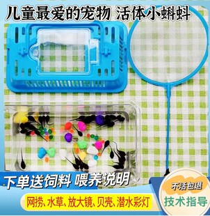 小蝌蚪青蛙牛蛙活体蝌蚪苗幼苗蛙苗包活送饲料儿童观赏易养宠物
