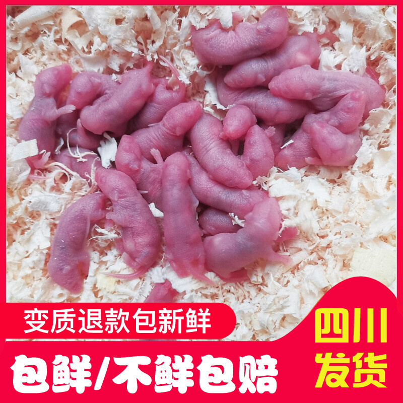 鲜活乳鼠无菌冻小白鼠红皮粉皮白霜玉米猪鼻角蛙蜥蜴爬宠开口饲料