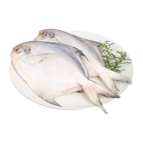 东海鲜冻中鲳鱼 1kg (5条装)