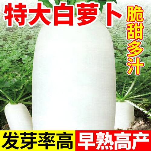 九斤王种子白萝卜种籽蔬菜种子不空心春不老种子特大四季秋季播种
