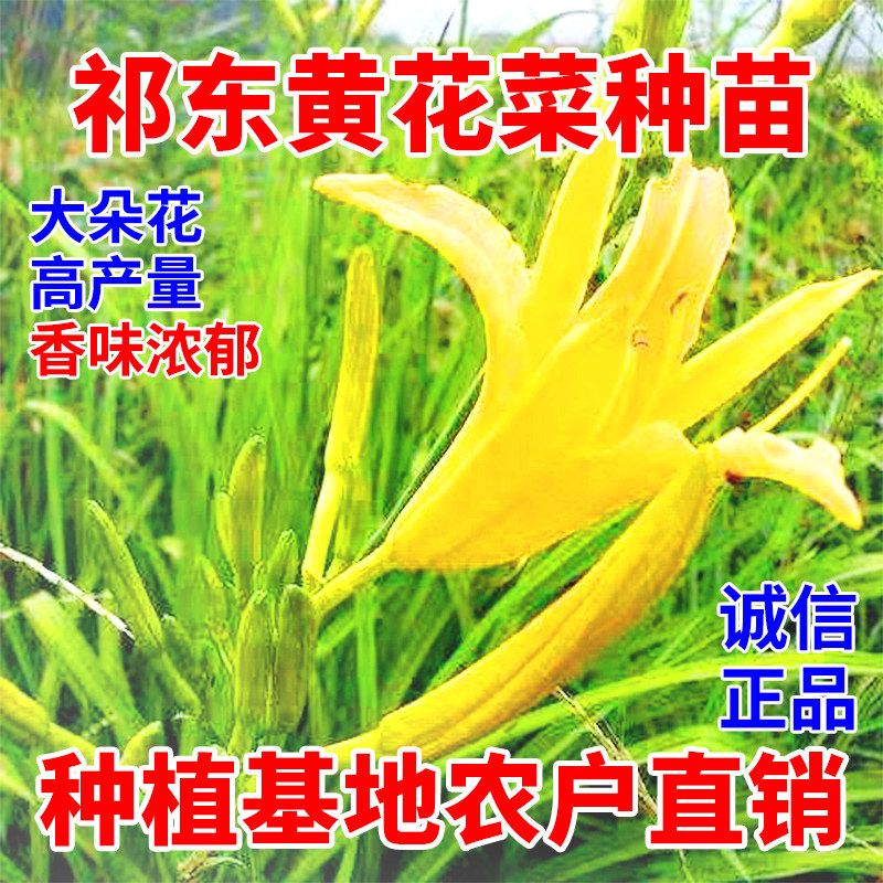 【限时抢购】高产食用黄花菜种苗种植苗多年生简单易种粗根包活