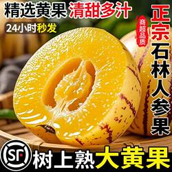云南石林人参果新鲜水果当季整箱树上熟黄果圆果10斤人生果包邮