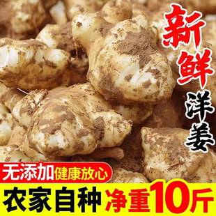 洋姜新鲜现挖农家自种10斤咸菜无添加酱菜的功效与作用官方旗舰店