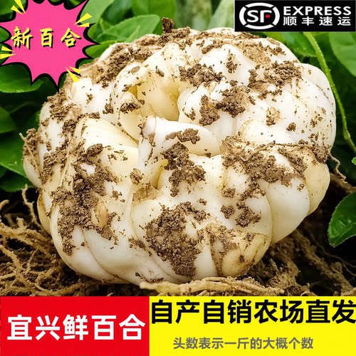 2026当季现挖宜兴新鲜大百合土特产纯农家食用无硫小白合软糯微苦