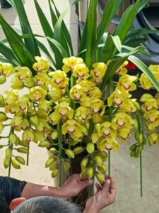 春节年宵花带花苞大花蕙兰黄金岁月客厅办公室花卉绿植盆栽