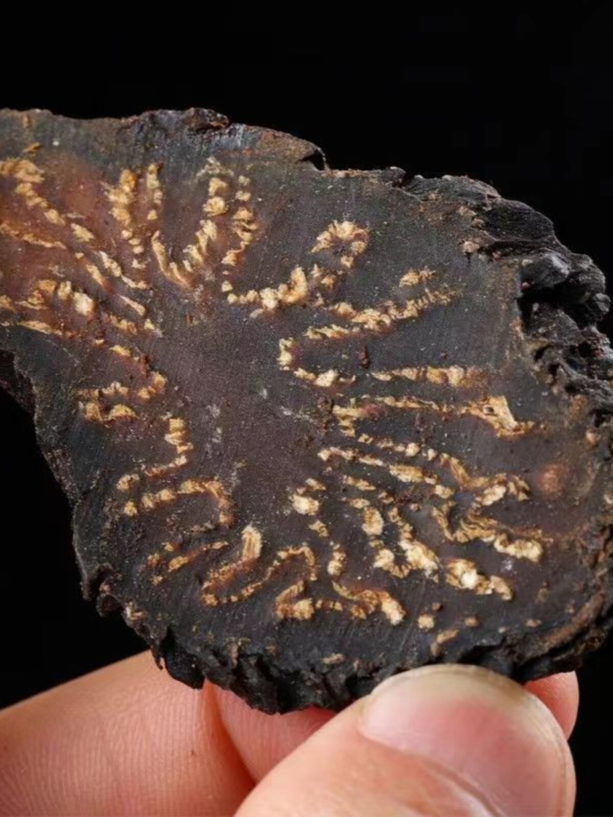 正宗内蒙古阿拉善肉苁蓉切片  500克正品男士泡酒泡水