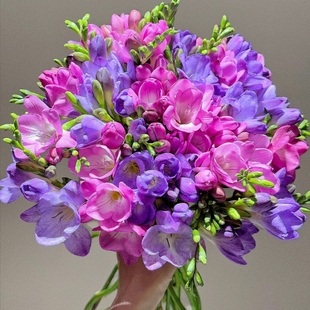 香雪兰/小苍兰云南昆明基地云南直发鲜花鲜切花云南直发插花鲜花