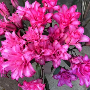 皇家玫瑰重瓣香水百合鲜花吸色云南直发鲜花鲜切云南直发插花鲜花