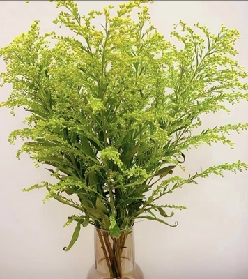 黄莺草鲜花室内水培绿植花束插花配花配草黄花草鲜切花