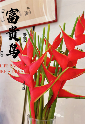 富贵鸟颜色漂亮大红色云南鲜花基地直发高品质家庭水养鲜切花喜庆