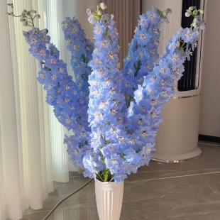 A级大飞燕鲜花花束家用插花水养鲜切云南昆明直发花 顺丰同城速递