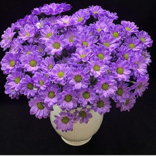 【小雏菊】云南鲜花基地直发鲜花室内鲜切花花期超长待机顺丰包邮