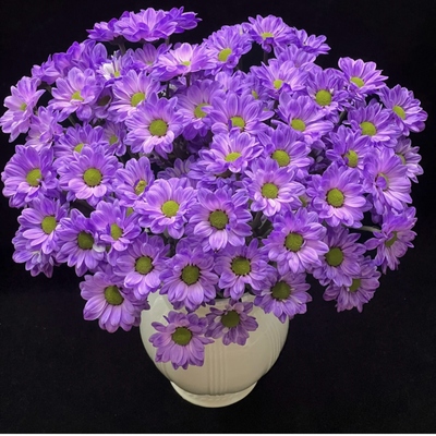 网红同款高品质小雏菊