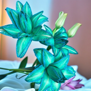 【蓝钻】重瓣香水百合云南鲜花昆明基地直发日常家居水养蓝色吸色