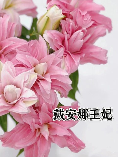 戴安娜王妃重瓣香水百合鲜花云南直发鲜花鲜切花插年宵花同城顺丰