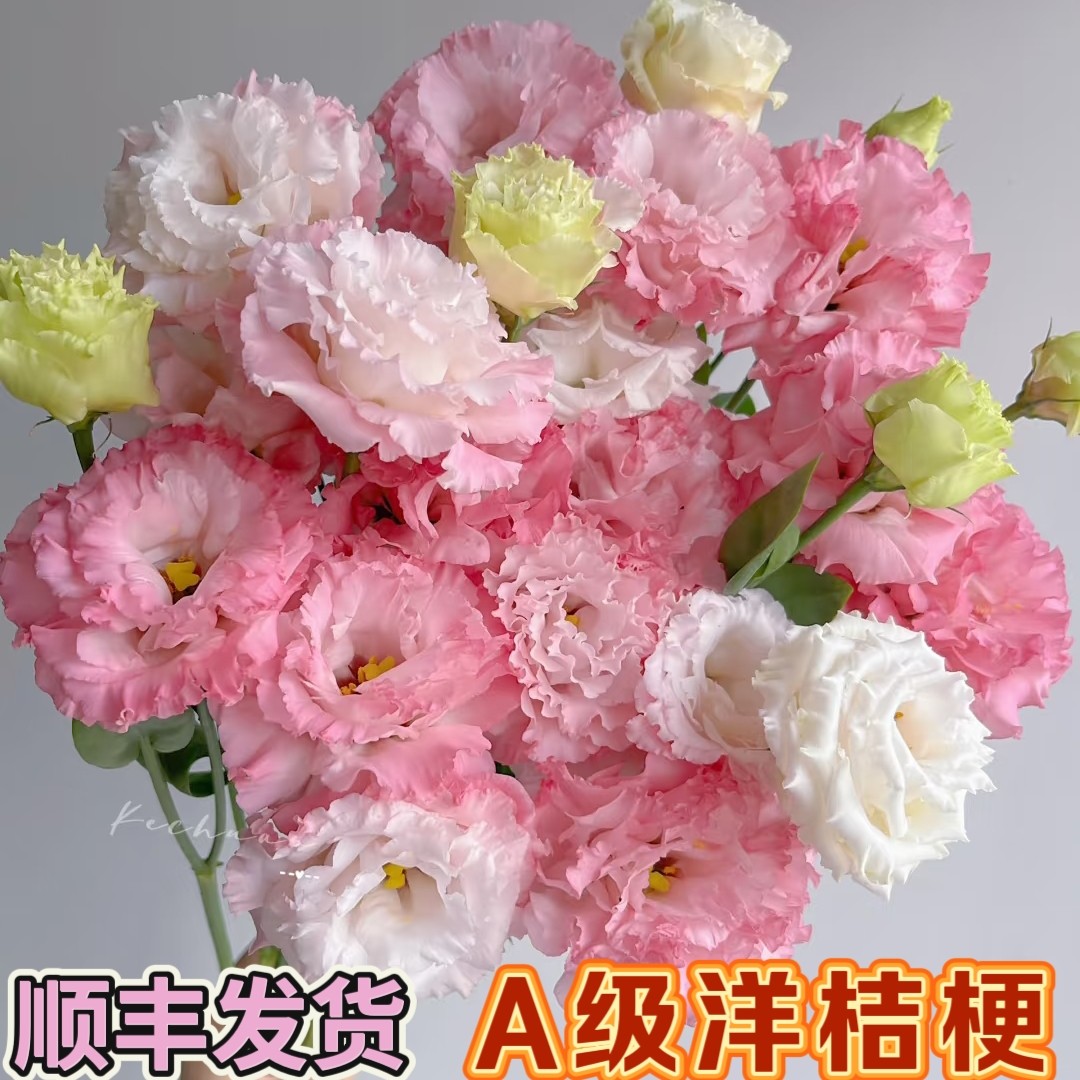 洋桔梗/洋玫瑰无刺玫瑰鲜花云南基地昆明基地直发日常水养花期长