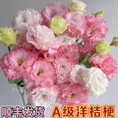 洋桔梗/洋玫瑰无刺玫瑰鲜花云南基地昆明基地直发日常水养花期长