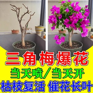 三角梅复活液植物专用开花肥强力生根剂黄叶光杆养花营养生根药水
