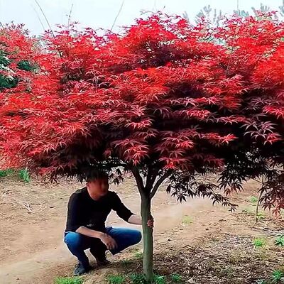 红枫树苗四季中国红庭院美国红枫红舞姬盆栽绿化盆景植物苗木