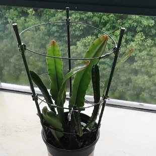 昙花专用支架多层可伸缩爬藤架子花月季花架室内花卉绿萝铁线莲