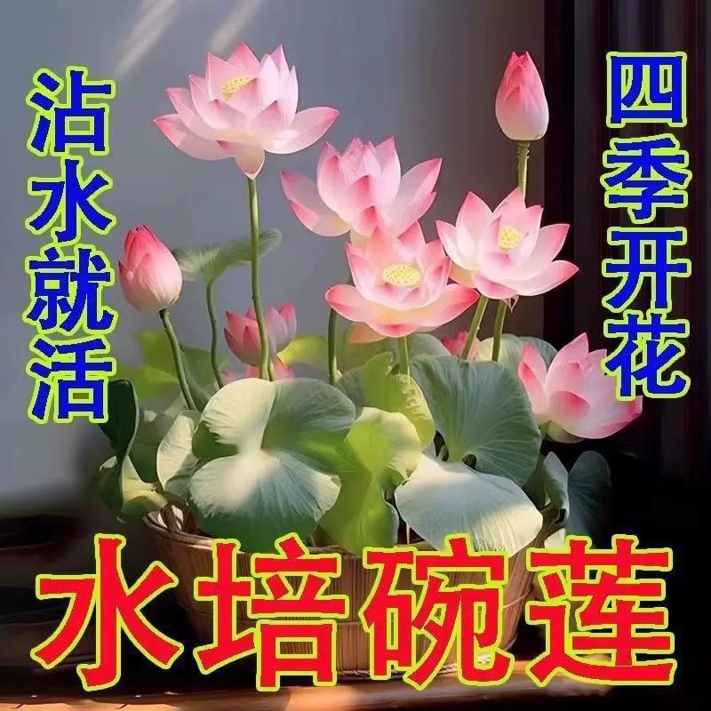 【下单立减30】睡莲花卉好养种籽荷花盆栽客厅四季水养QC