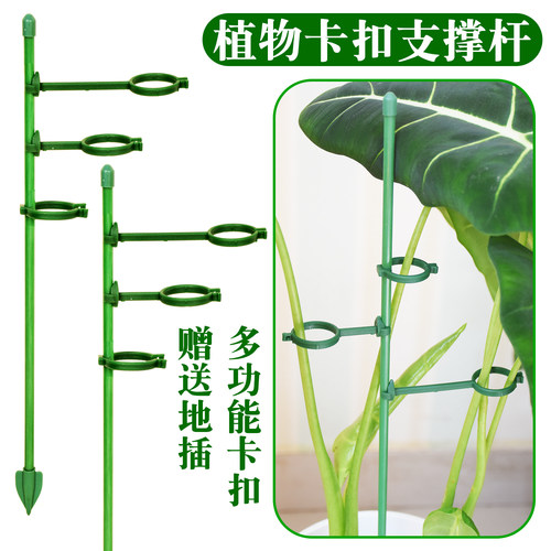 植物可调节卡扣支撑杆绿植龟背竹天堂鸟天鹅绒固定支架园艺防倒伏