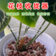 植物支撑架水培龟背竹支撑杆春羽绿天鹅海芋天堂鸟园艺花卉收拢架