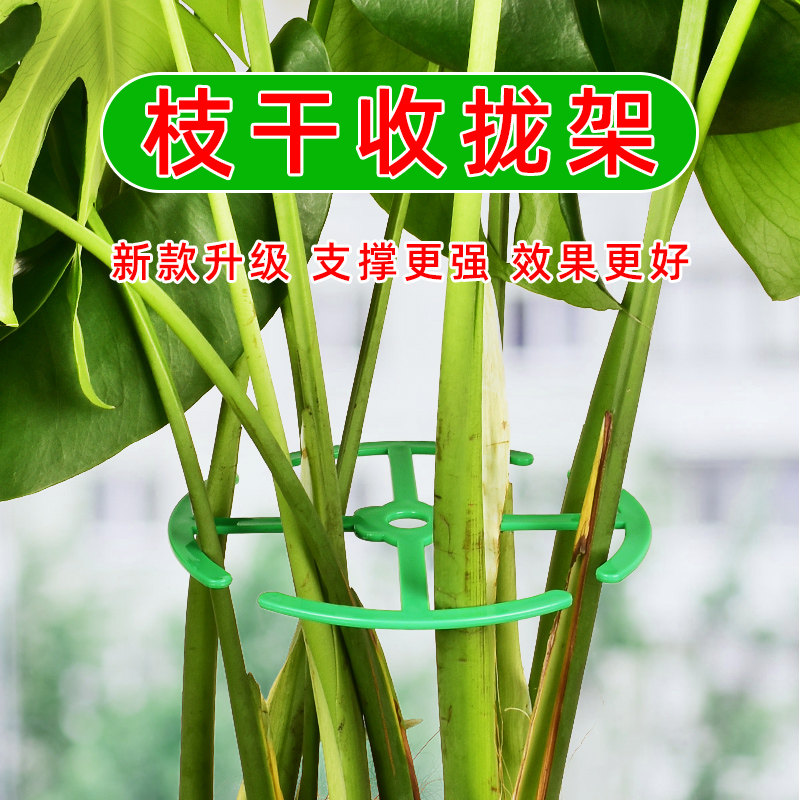 园艺春羽收拢固定架龟背竹支撑杆图片