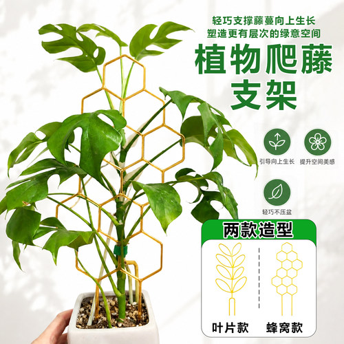 植物爬藤架绿萝仙洞龟背竹支撑