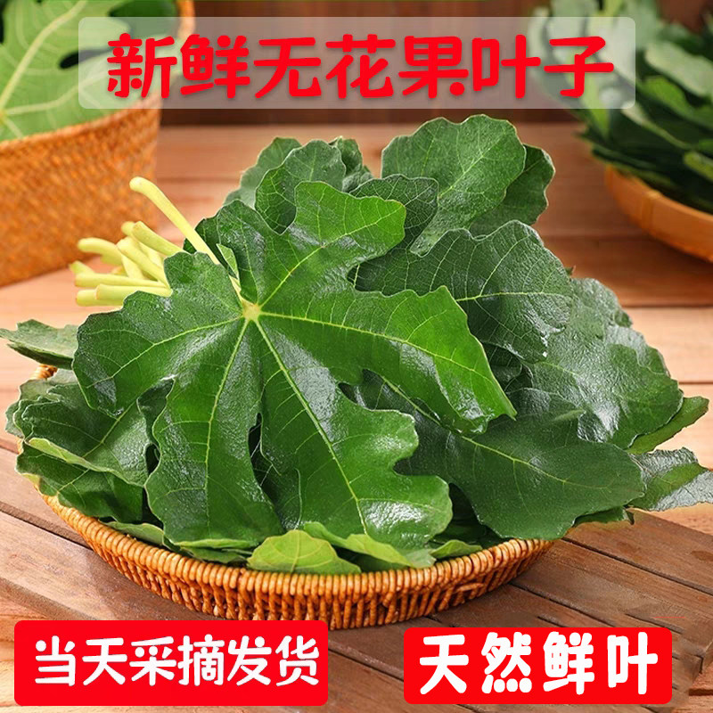 新鲜农家无花果叶子中药材现摘无花果树叶非干叶坐浴熏洗外用包邮