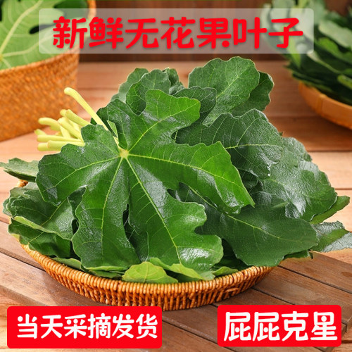 新鲜农家无花果叶子中药材现摘无花果树叶坐浴熏洗痔1疮外用包邮